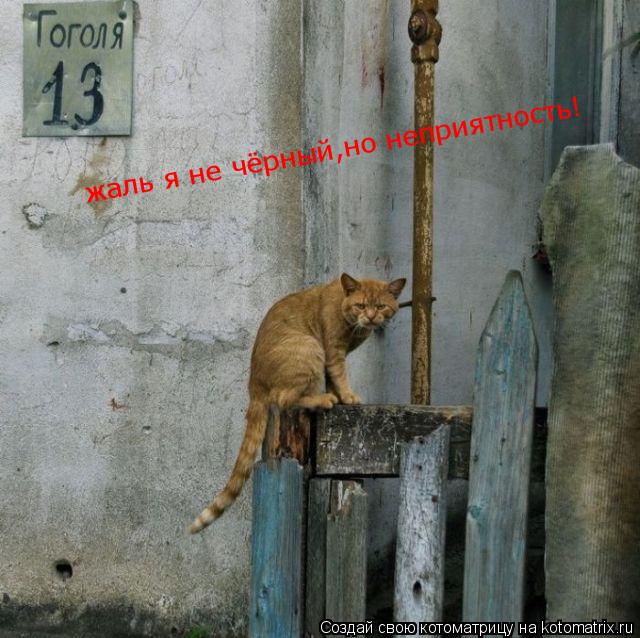 жаль я не чёрный,но неприятность!... Котоматрица: жаль я не чёрный,но неприятность!