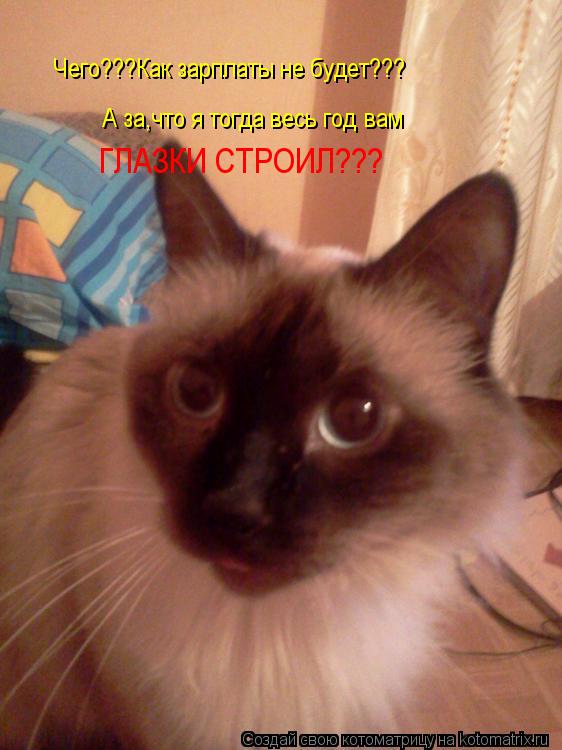 Чего???Как зарплаты не будет??? А за,что я тогда весь год вам ГЛАЗКИ СТРОИЛ???... Котоматрица: Чего???Как зарплаты не будет??? А за,что я тогда весь год вам ГЛАЗКИ СТРОИЛ???