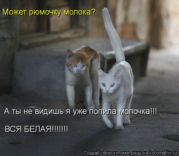 Может рюмочку молока? А ты не видишь я уже попила молочка!!! ВСЯ БЕЛАЯ!!!!!!!... Котоматрица: Может рюмочку молока? А ты не видишь я уже попила молочка!!! ВСЯ БЕЛАЯ!!!!!!!
