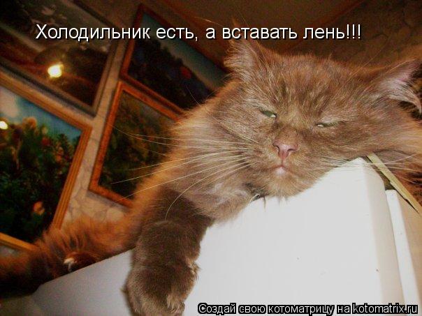 Котоматрица: Холодильник есть, а вставать лень!!!