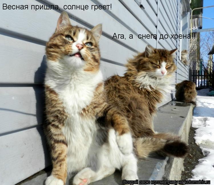 Весная пришла, солнце греет! Ага, а снега до хрена!!... Котоматрица: Весная пришла, солнце греет! Ага, а снега до хрена!!