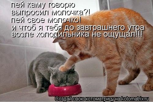 пей каму говорю выпросил молочка?! пей свое молочко! и чтоб я тебя до завтрашнего утра возле холодиль... Котоматрица: пей каму говорю выпросил молочка?! пей свое молочко! и чтоб я тебя до завтрашнего утра возле холодильника не ощущал!!!