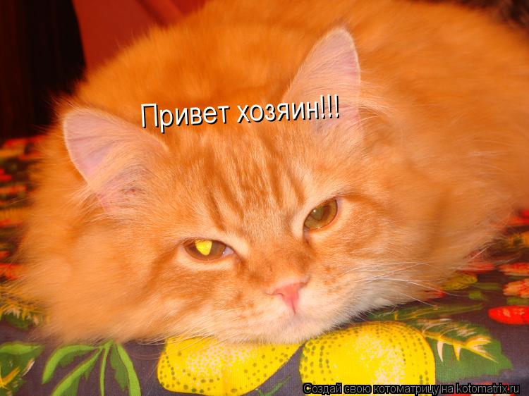Привет хозяин!!!... Котоматрица: Привет хозяин!!!