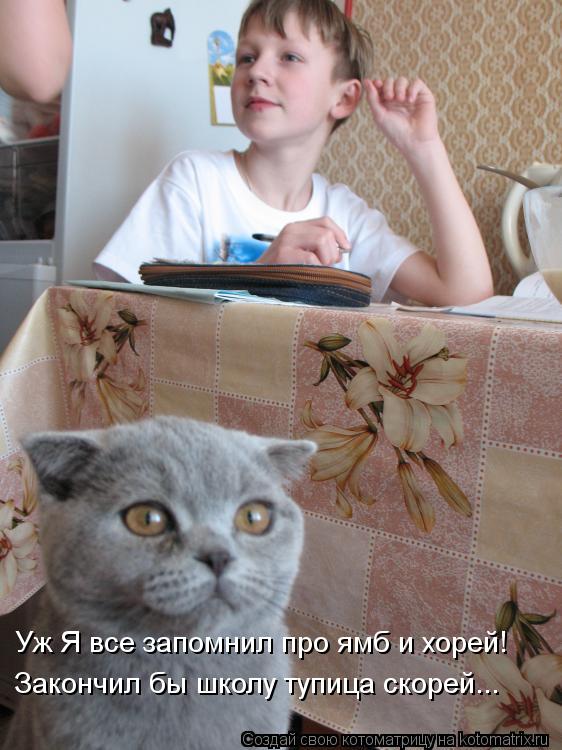 Котоматрица: Уж Я все запомнил про ямб и хорей! Закончил бы школу тупица скорей...