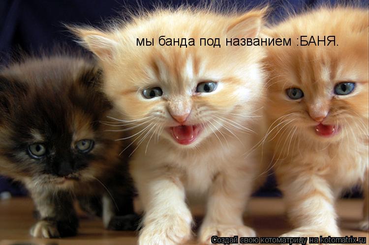 Котоматрица: мы банда под названием :БАНЯ.