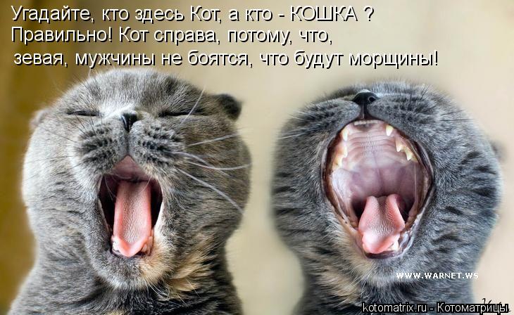 Котоматрица: Угадайте, кто здесь Кот, а кто - КОШКА ? Правильно! Кот справа, потому, что,  зевая, мужчины не боятся, что будут морщины!