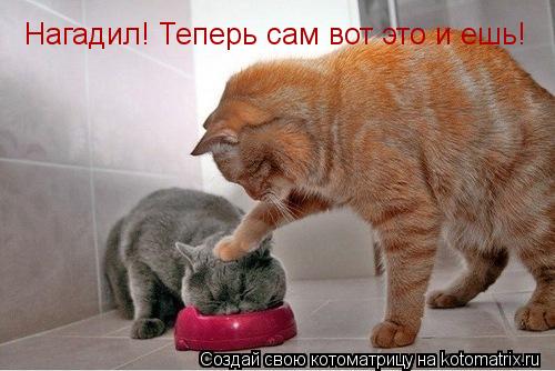 Котоматрица: Нагадил! Теперь сам вот это и ешь!