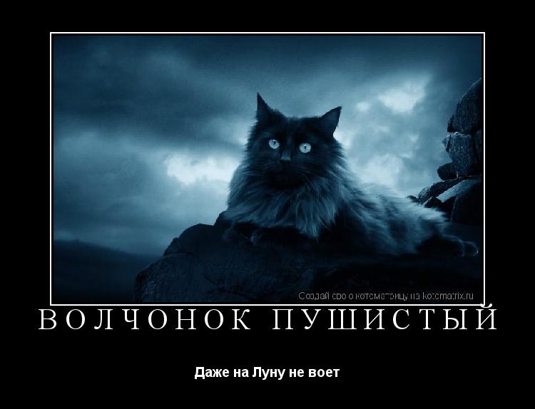 Котоматрица: Волчонок пушистый Даже на Луну не воет