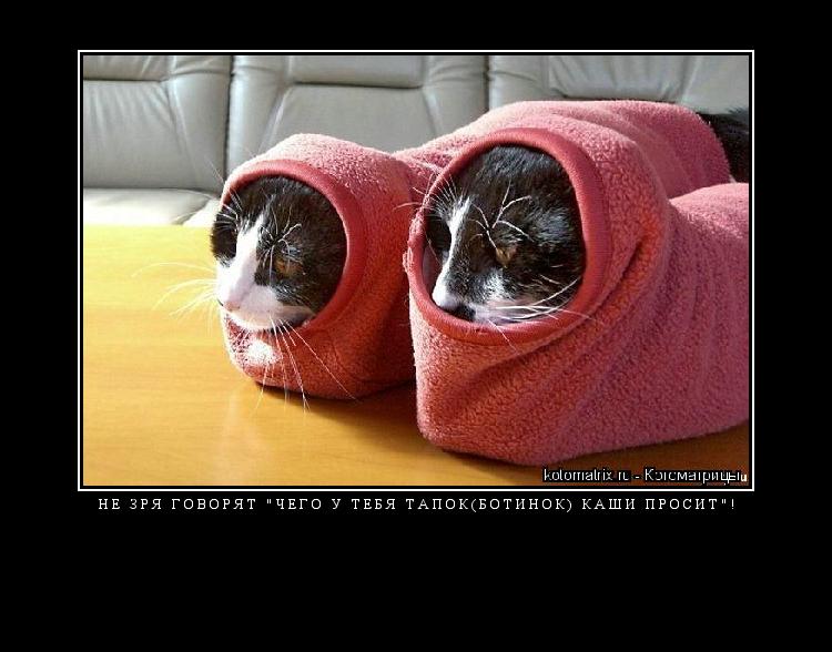 Котоматрица:  