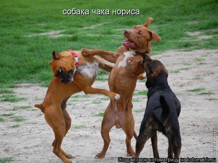 Котоматрица: собака чака нориса