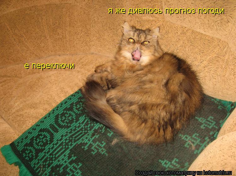 Котоматрица: е переключи я же дивлюсь прогноз погоди
