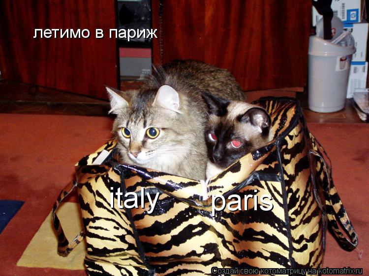 Котоматрица: летимо в париж paris italy