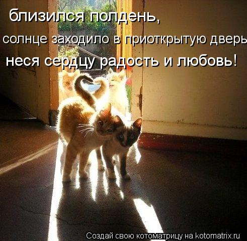Котоматрица: близился полдень, солнце заходило в приоткрытую дверь, неся сердцу радость и любовь!