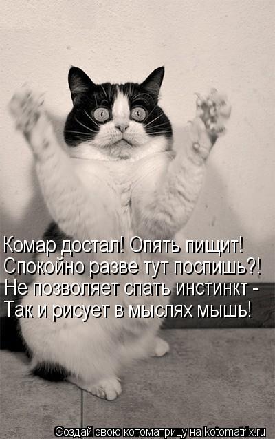 Котоматрица: Комар достал! Опять пищит! Спокойно разве тут поспишь?!  Не позволяет спать инстинкт - Так и рисует в мыслях мышь!