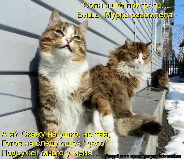 Котоматрица: - Солнышко пригрело... А я? Скажу на ушко, не тая, Готов на следующее "дело", Подружек много у меня... Вишь, Мурка разомлела.