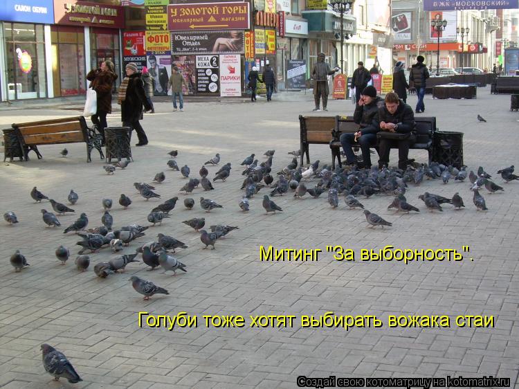 Котоматрица: Митинг "За выборность".  Голуби тоже хотят выбирать вожака стаи