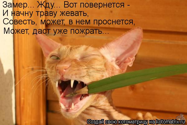 Замер... Жду... Вот повернется - И начну траву жевать, Совесть, может, в нем проснется, Может, даст у... Котоматрица: Замер... Жду... Вот повернется - И начну траву жевать, Совесть, может, в нем проснется, Может, даст уже пожрать...