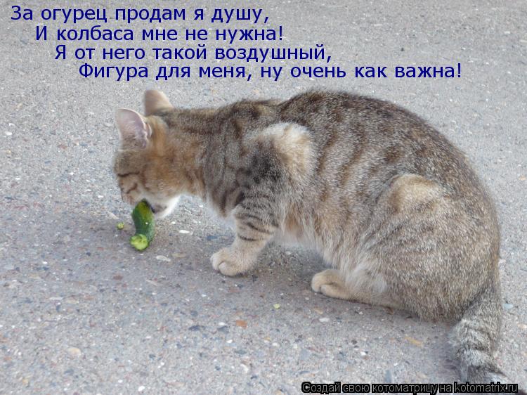 Котоматрица: За огурец продам я душу, И колбаса мне не нужна! Я от него такой воздушный, Фигура для меня, ну очень как важна!