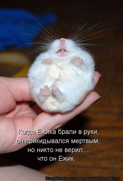Котоматрица: он прикидывался мертвым,  но никто не верил.... что он Ежик.  Когда Ежика брали в руки,
