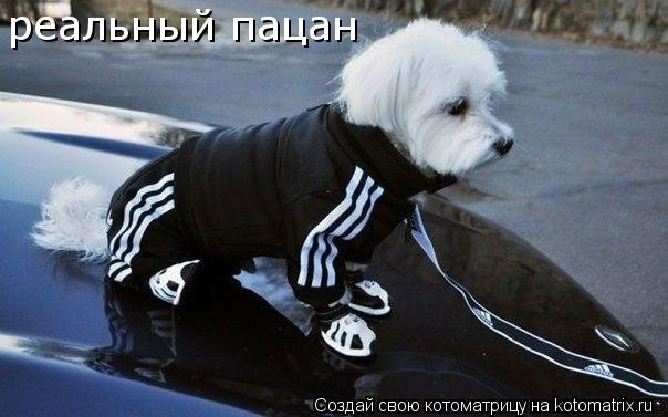 Котоматрица: реальный пацан