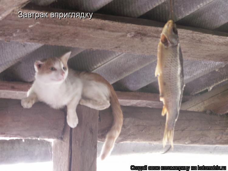 Котоматрица: Завтрак вприглядку