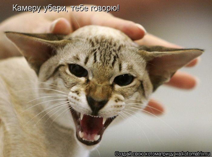Котоматрица: Камеру убери, тебе говорю!