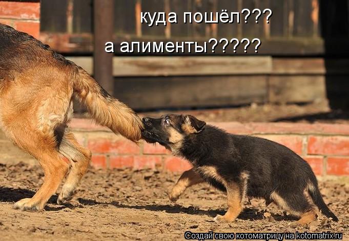 Котоматрица: куда пошёл??? а алименты?????