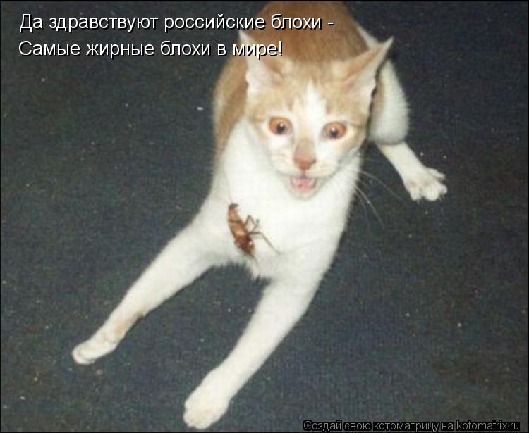 Котоматрица: Да здравствуют российские блохи - Самые жирные блохи в мире!