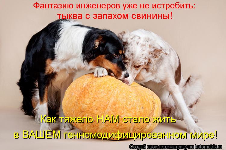 Котоматрица: Фантазию инженеров уже не истребить: тыква с запахом свинины! Как тяжело НАМ стало жить в ВАШЕМ генномодифицированном мире!