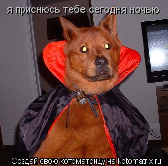 Котоматрица: я приснюсь тебе сегодня ночью