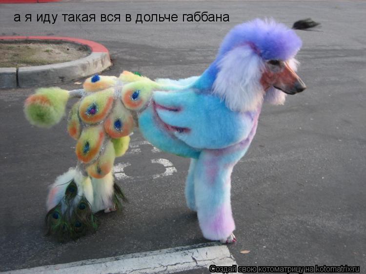 Котоматрица: а я иду такая вся в дольче габбана