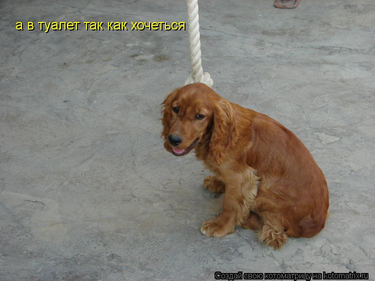 Котоматрица: а в туалет так как хочеться