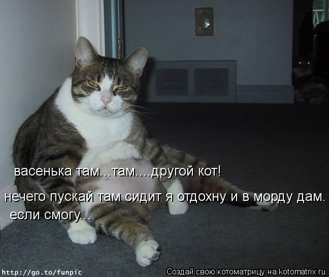 Котоматрица: васенька там...там....другой кот! нечего пускай там сидит я отдохну и в морду дам. если смогу...