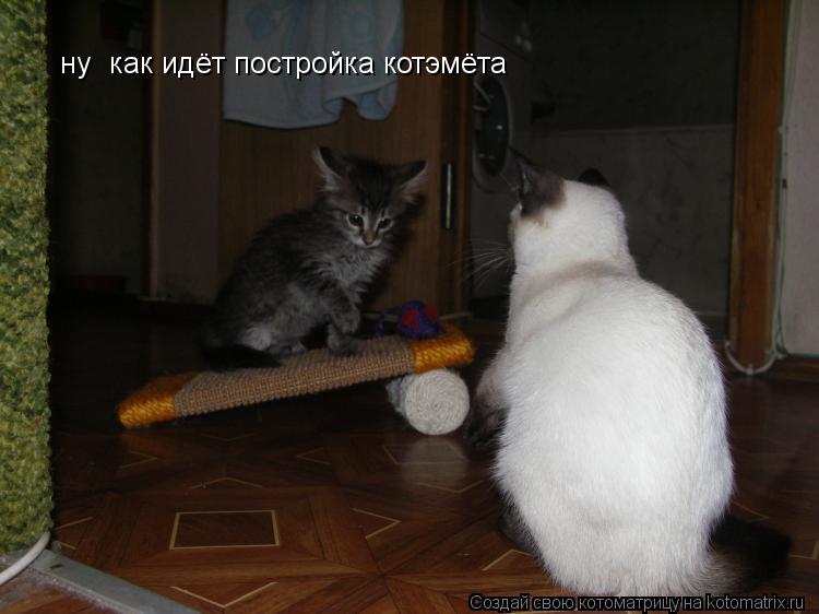 Котоматрица: ну  как идёт постройка котэмёта