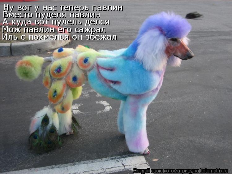 Котоматрица: Иль с похмелья он збежал Мож павлин его сажрал А куда вот пудель делся Вместо пуделя павлин Ну вот у нас теперь павлин
