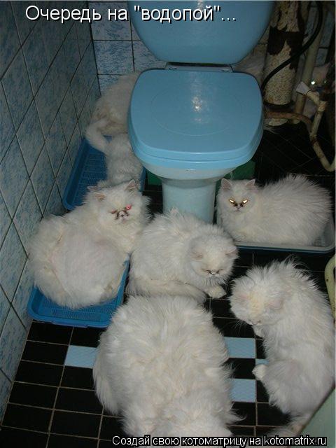 Котоматрица: Очередь на "водопой"...