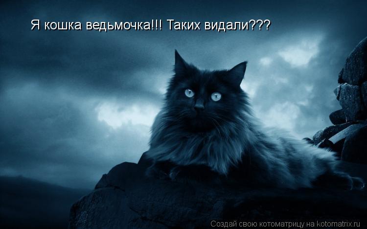 Котоматрица: Я кошка ведьмочка!!! Таких видали???