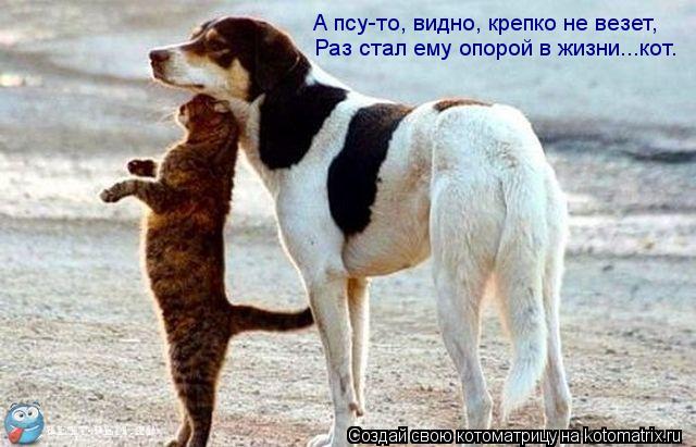 Котоматрица: А псу-то, видно, крепко не везет, Раз стал ему опорой в жизни...кот.