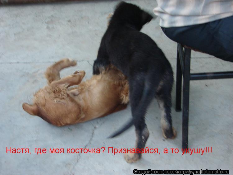 Котоматрица: Настя, где моя косточка? Признавайся, а то укушу!!!