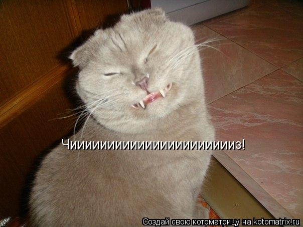 Котоматрица: Чииииииииииииииииииииииз!