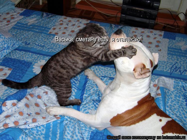 Котоматрица: Васька, сметану ешь, я отвлекаю!