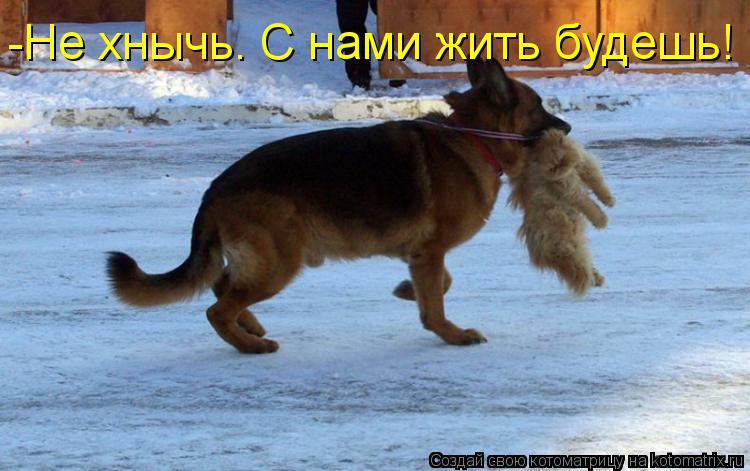 Котоматрица: -Не хнычь. С нами жить будешь!