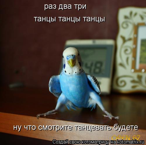 Котоматрица: раз два три  танцы танцы танцы  ну что смотрите танцевать будете