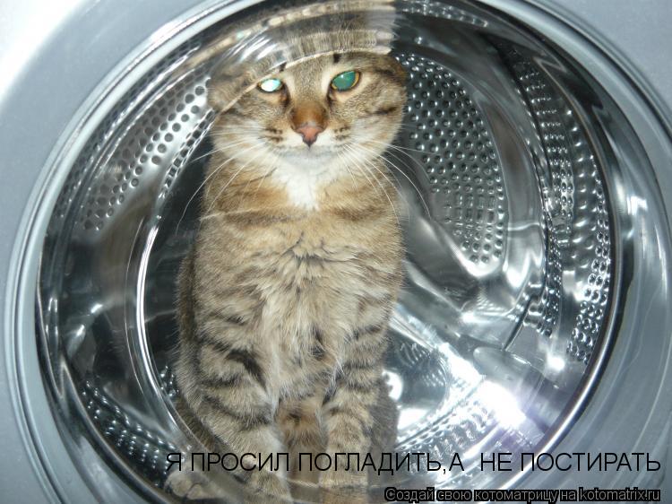 Котоматрица: Я ПРОСИЛ ПОГЛАДИТЬ,А  НЕ ПОСТИРАТЬ