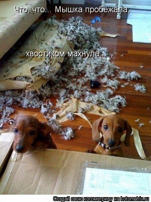 Котоматрица: Что, что... Мышка пробежала, хвостиком махнула...
