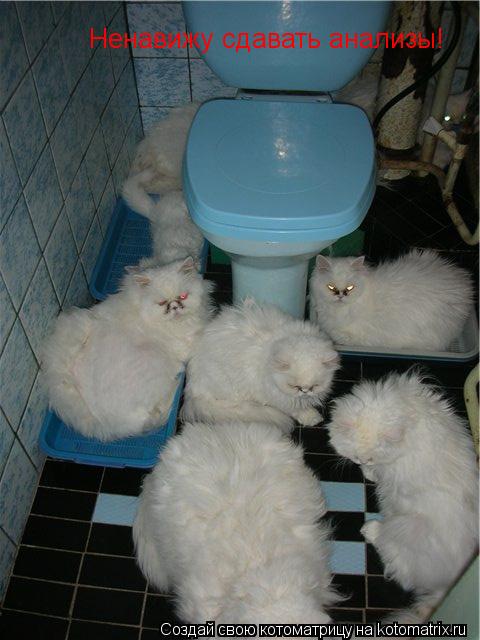 Котоматрица: Ненавижу сдавать анализы!