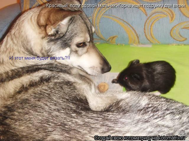 Котоматрица: Красивый  полугодовой мальчик Жорка ищет подружку для вязки. И этот меня будет вязать?!!