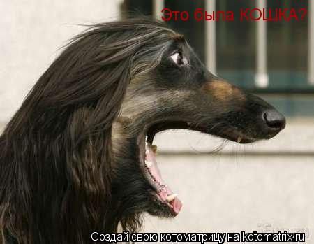 Котоматрица: Это была КОШКА?