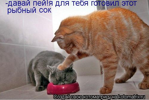 Котоматрица: -давай пей!я для тебя готовил этот  рыбный сок