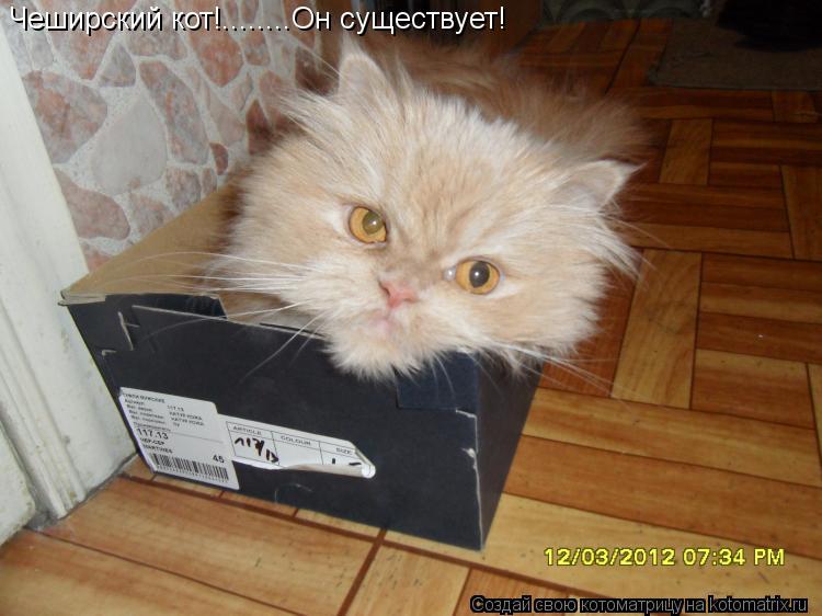 Котоматрица: Чеширский кот!........Он существует!